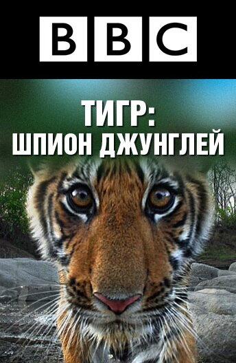 Постер к BBC: Тигр — Шпион джунглей (1 сезон)